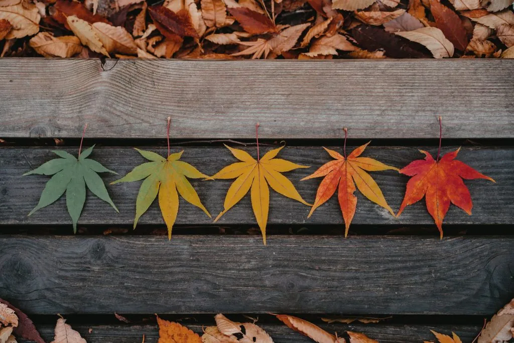 fall leaves