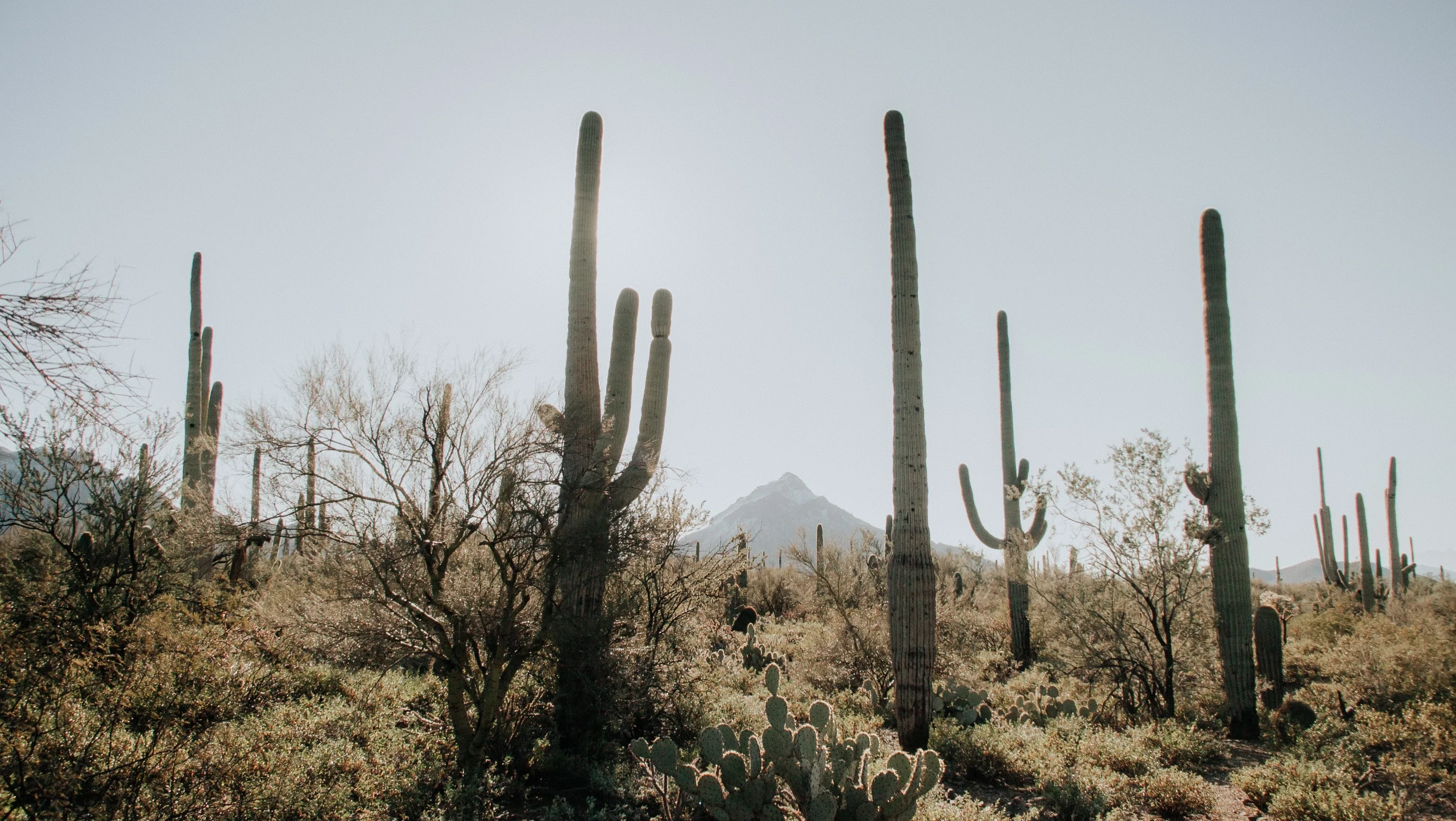 Arizona Hikes