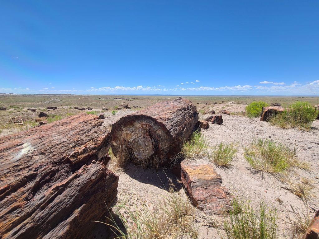 petrified forest national park