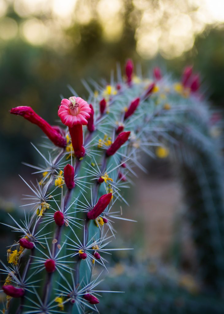 Desert Botanicals Garden